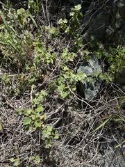 Passiflora fruticosa