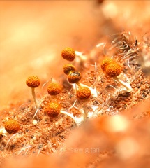 Physarum melleum