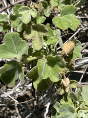 Passiflora fruticosa