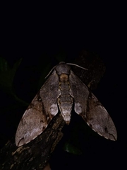 Manduca lefeburii