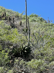 Agave margaritae
