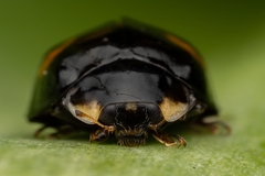 Adalia decempunctata