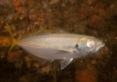 Trachurus novaezelandiae