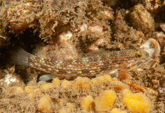 Istigobius hoesei