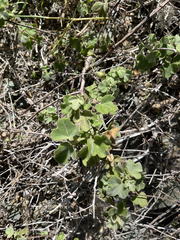Passiflora fruticosa