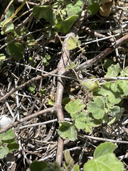 Passiflora fruticosa