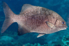 Kyphosus cinerascens