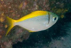 Schuettea scalaripinnis
