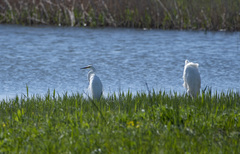 Ardea alba