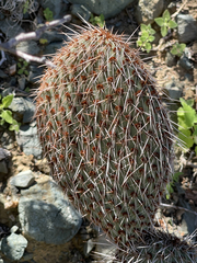 Opuntia pycnantha