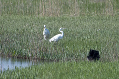 Ardea alba