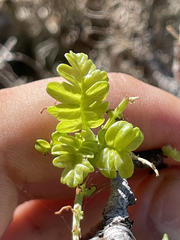 Pachycormus discolor