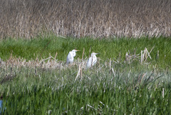 Ardea alba