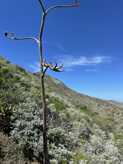Agave margaritae