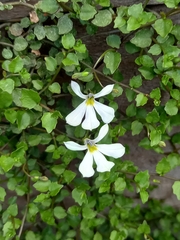 Lobelia angulata