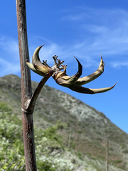 Agave margaritae