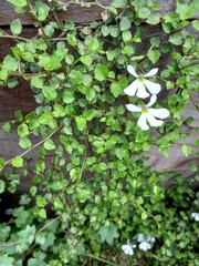 Lobelia angulata