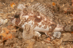 Centropogon australis