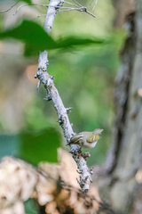 Phylloscopus goodsoni