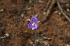 Thysanotus baueri