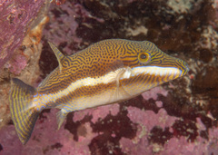 Canthigaster callisterna