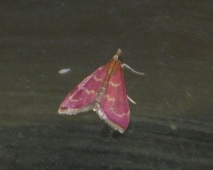 Pyrausta signatalis