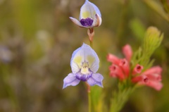 Disa purpurascens