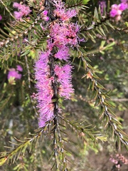Melaleuca wilsonii
