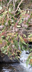 Corymbia
