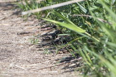Emberiza schoeniclus