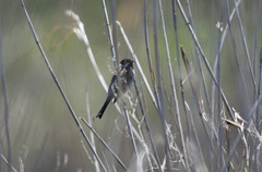 Emberiza schoeniclus