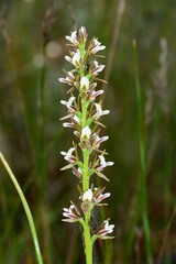Prasophyllum odoratum