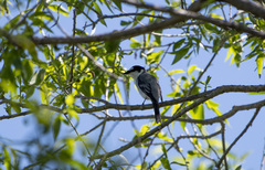 Pericrocotus divaricatus