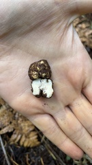 Leucogaster citrinus