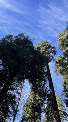 Leucogaster citrinus