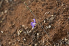 Thysanotus baueri