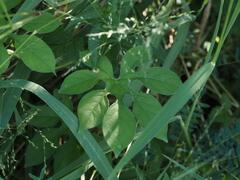 Ipomoea pes-tigridis