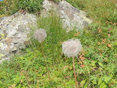 Pulsatilla aurea