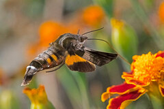 Macroglossum pyrrhosticta
