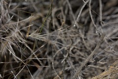 Austrostipa elegantissima