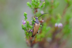 Pedostrangalia pubescens