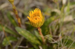Berkheya herbacea