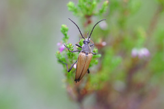 Pedostrangalia pubescens