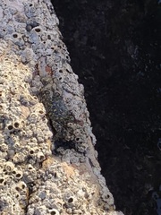 Balanomorpha