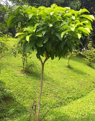 Barringtonia curranii