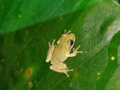 Kurixalus eiffingeri