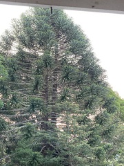 Araucaria bidwillii
