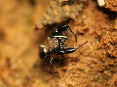 Harmochirus brachiatus