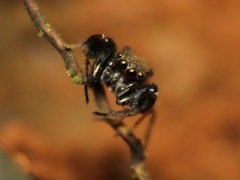 Harmochirus brachiatus