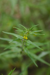 Melampyrum sylvaticum